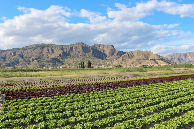 Vega Baja Del Segura - Orihuela, Su Huerta, Sierra Y Entorno.