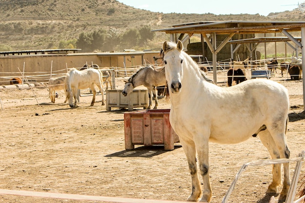 Vega Baja del Segura Rojales Equinos