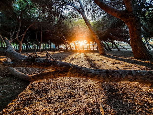 Vega Baja del Segura Torrevieja La Mata Parque del Molino del Agua