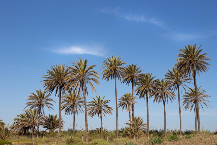 Zdjęcie vega baja del segura torrevieja un oasis junto al mar en cala ferris
