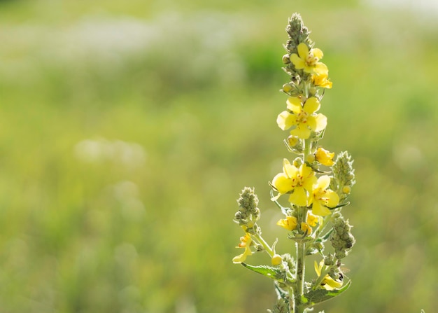 Verbascum densiflorum – znana dziewanna gęstokwiatowa