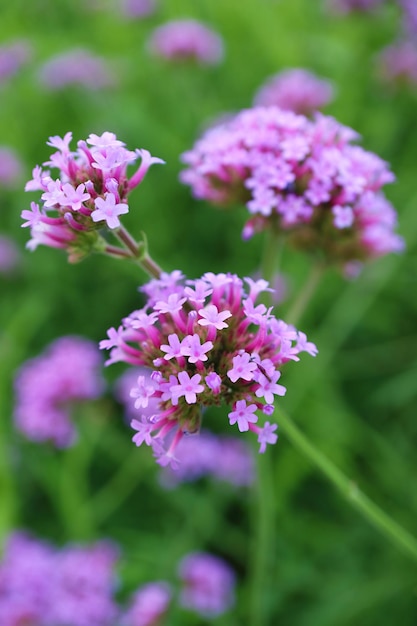 Verbena Bonariensis lub Purpletop Verbena kwitnąca na polu