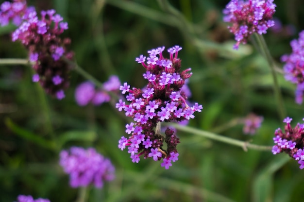 Verbena bush, kwiat Verbena hybrida na niewyraźne tło.