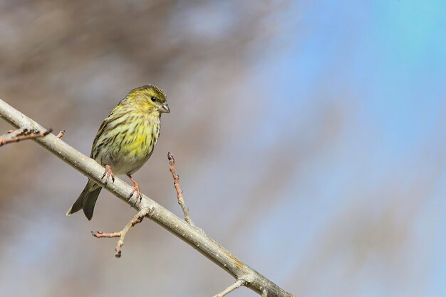 Verdigris lub serinus serinus passerine ptak fringillidae