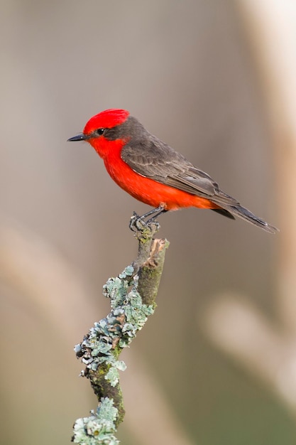 Vermilion Flycatcher siedzący Pyrocephalus rubinus La Pampa Argentina