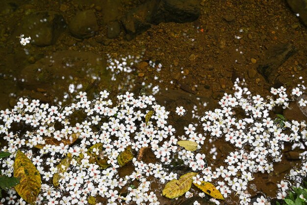 Vernicia fordii spada na wodę