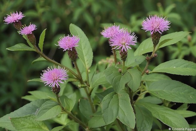 Zdjęcie vernonia cinerea mniej kwiatów