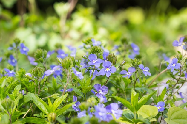 Veronica chamaedrys - mały, wiosenny niebieski chwast w naturze