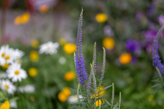 Veronica longifolia zbliżenie piękny kwiat tła