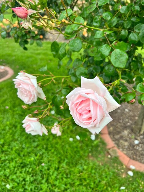 Vertical close-up widok pięknych kwiatów róż Memorial w ogrodzie różanym