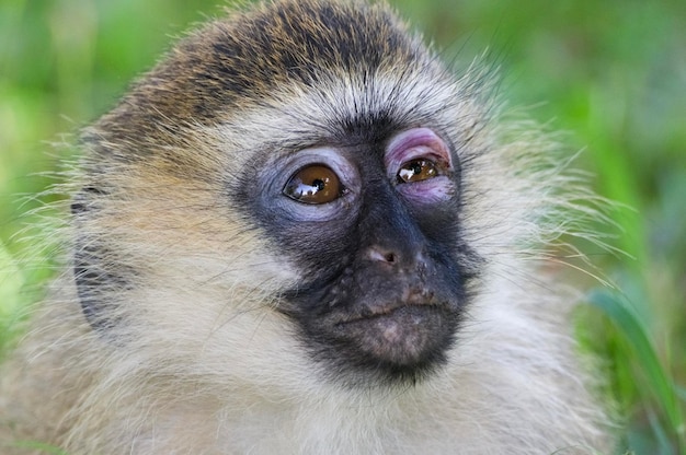 Vervet małpa. Park Narodowy Wodospadów Murchisona. Uganda, Afryka