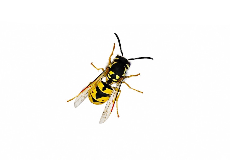 Zdjęcie vespula vulgaris, znana jako osa pospolita, osa pospolita lub izolowana pospolita żółć kura. zdjęcie wysokiej jakości