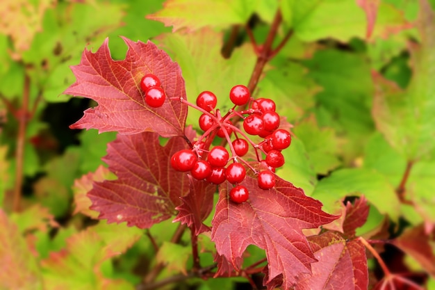 Viburnum jagodowej jesieni selekcyjna miękka ostrość