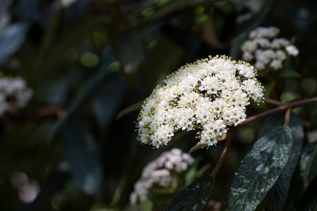 Viburnum Rhytidophyllum Alleghany Białe Kwiaty W Wiosennym Ogrodzie Leatherleaf Viburnum Pięknie Kwitnie Nawet W Pełnym Cieniu Wiecznie Zielonych Drzew Selektywne Skupienie