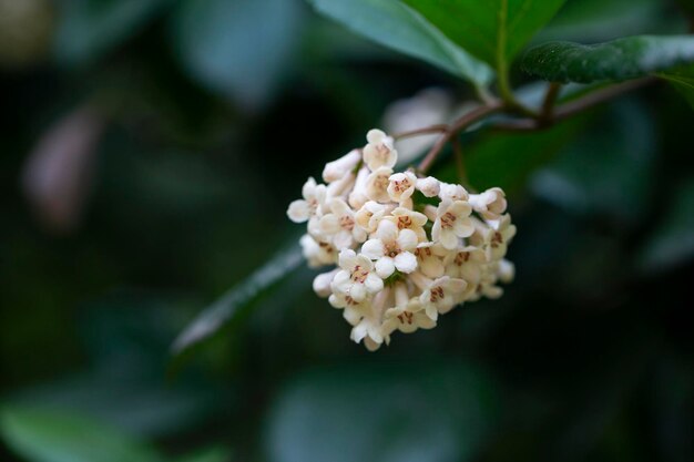 Viburnum suspensum gromady małych białych kwiatów na gałęzi selektywne skupienie Kwiat wiosenny tło