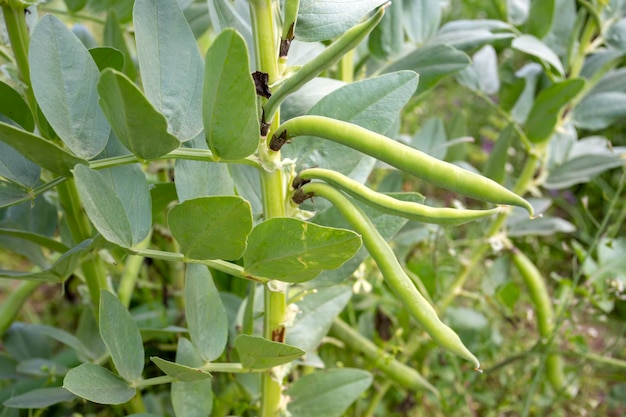 Vicia faba, znana również jako bób, fasola fava lub fasola tic.