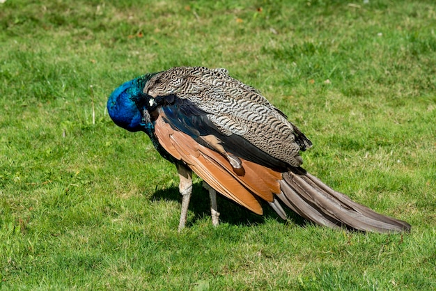 Zdjęcie victoria kolumbia brytyjska kanada indian paw pavo christatus samiec paw gładzący