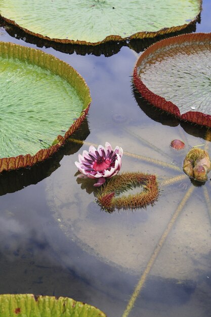 Victoria lotus flower in lake