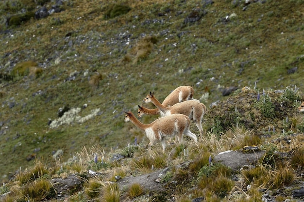 vicuña (Vicugna vicugna)