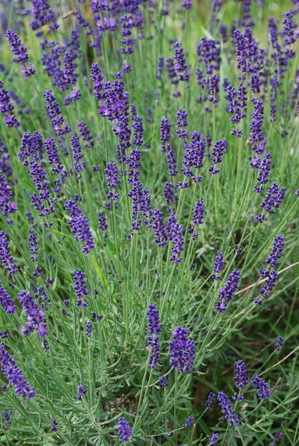 Viele bluten duftender lawendel im garten