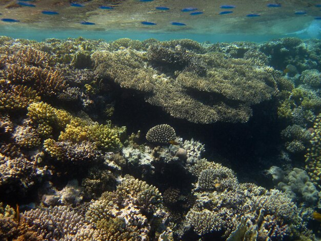 Viele bunte verschiedene korallen im roten meer