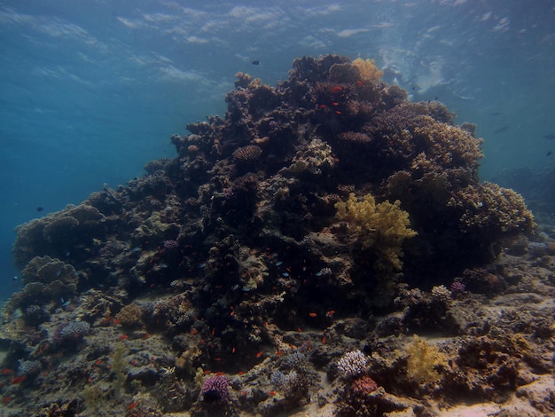 Viele grosse korallen im roten meer im urlaub beim tauchen
