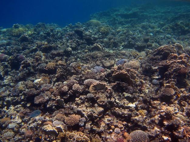 Viele niedrige korallen nebeneinander im roten meer