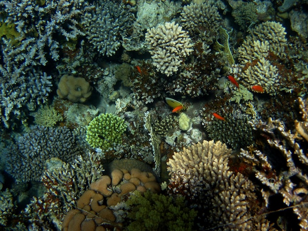 Viele schoene korallen in der bunten unterwasserwelt im roten meer