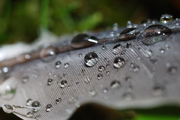 Zdjęcie viele wassertropfen auf einer vogelfeder im wald