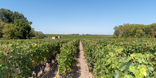 Vines Chateau Margaux Krajobrazowa panorama