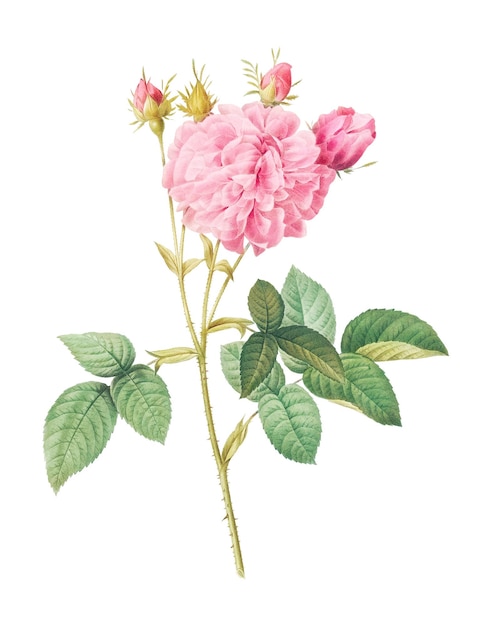 Vintage Agatha Rose przezroczysty png