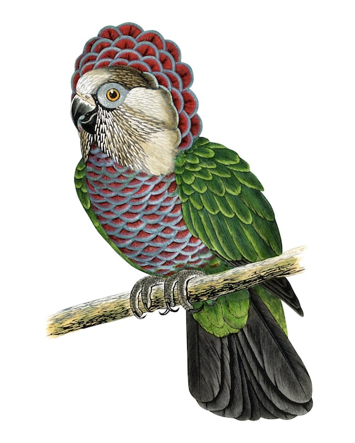 Vintage bird png hawkheaded parrot transparent background Remixed by rawpixel