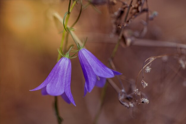 Vintage Dzikie łąki Rośliny Bluebell Campanula Wiosną Lub Jesienią Pole Rano Na Naturalnym żółtym Pomarańczowym Słonecznym Tle. Zbliżenie Na świeże Zdjęcie Na świeżym Powietrzu