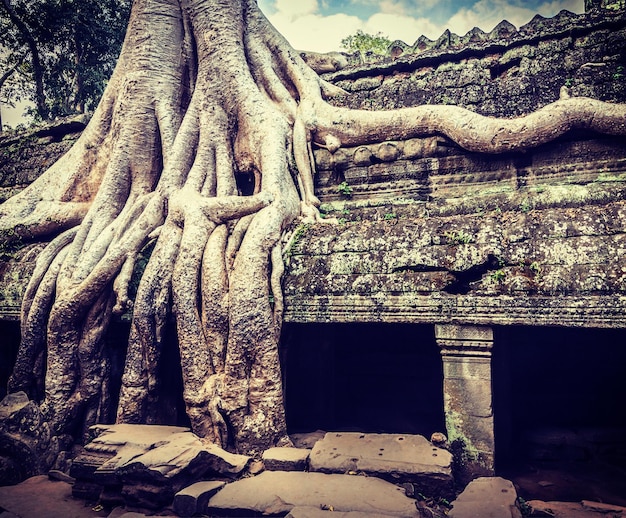 Vintage efekt retro filtrowany hipster styl podróżny obraz starożytnych ruin z korzeniami drzew Ta Prohm ruiny świątyni Angkor Kambodża