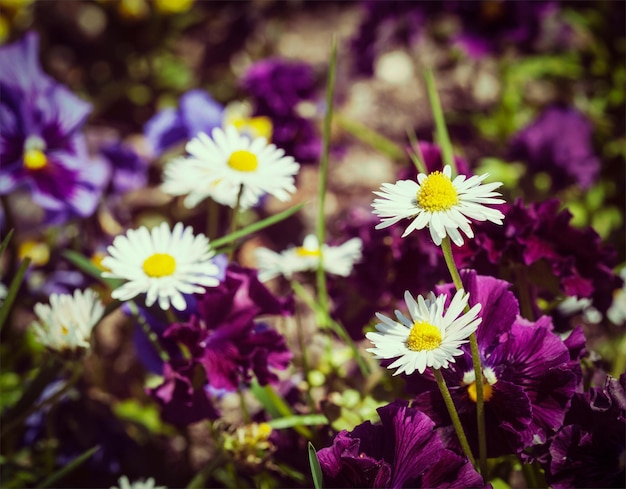 Vintage efekt retro filtrowany w stylu hipster obraz kwitnących kwiatów polnych kamomila viola trójkolorowa wiosną Płytka głębokość pola