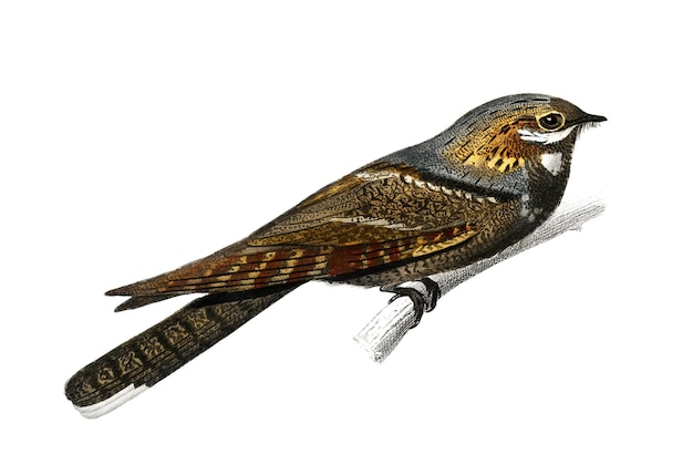 Vintage european nightjar bird png remix z dzieł sztuki Charlesa Dessalines Dorbigny