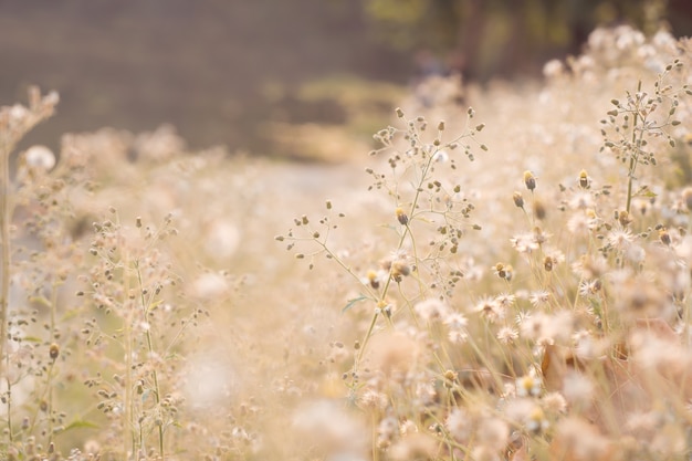 Vintage fotografii abstrakcyjna charakter tła z dzikich kwiatów i roślin dandelions w sunlight