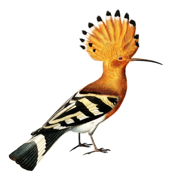 Vintage huppe commune bird png remix z dzieł sztuki Charlesa Dessalines Dorbigny