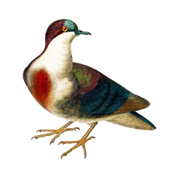 Vintage luzon bleedingheart bird png remix z dzieł sztuki Charlesa Dessalines Dorbigny