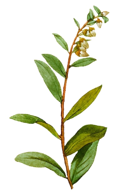 Vintage png andromeda marginata kwiatowa naklejka ręcznie narysowana botaniczna