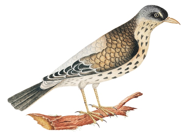Vintage png ptak ilustracja remiksowana z XVIII-wiecznych dzieł sztuki z archiwum Smithsonian