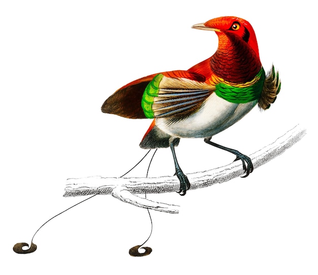 Vintage raggiana birdofparadise png remix z dzieł sztuki Charlesa Dessalines Dorbigny