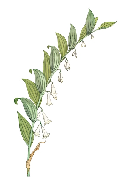 Vintage Solomons Seal Flower przezroczysty element projektowy png