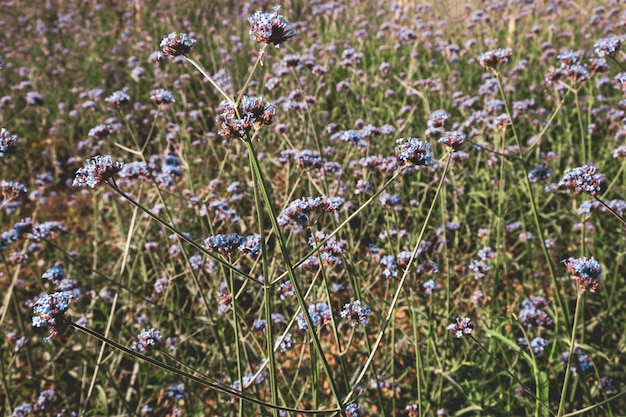 Vintage Verbena Flower