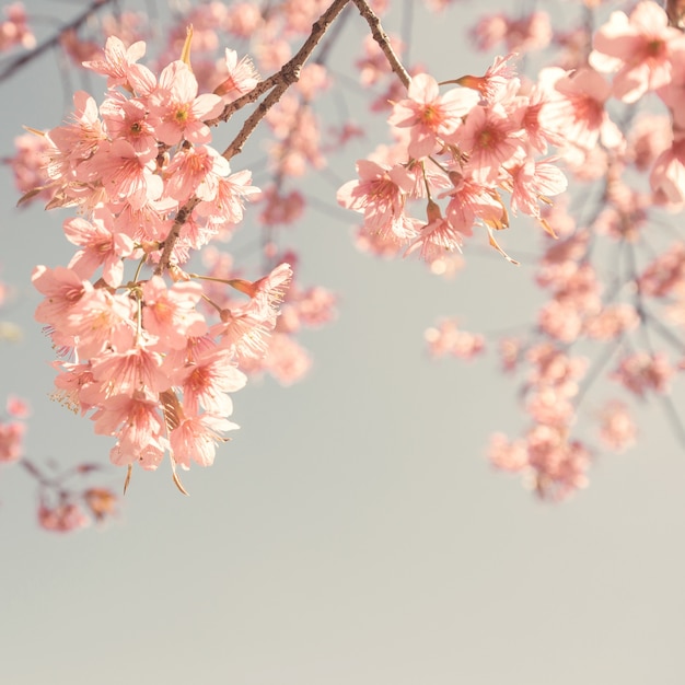 Vintage wiśniowy kwiat - sakura kwiat. charakter tła