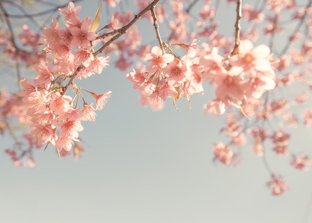 Vintage wiśniowy kwiat - sakura kwiat. charakter tła