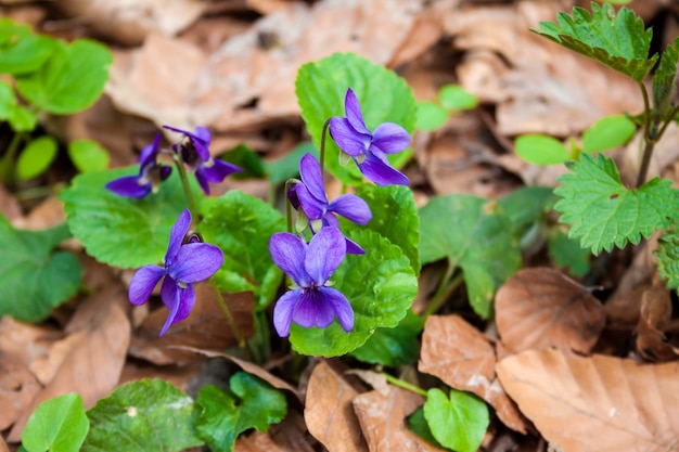 Viola odorata rosnąca w wiosennym lesie