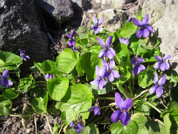 Viola odorata rośnie na wiosnę