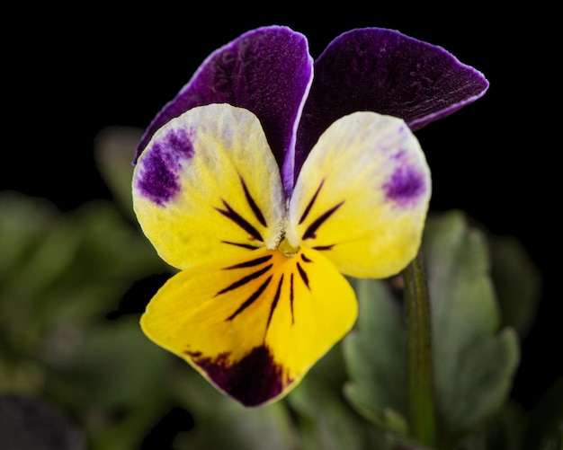 Viola tricolor lat Johnny Jump up lub Viola cornuta lat Horned Violet na białym tle na czarnym tle