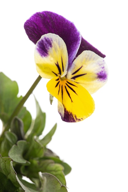 Viola tricolor lat Johnny Jump up lub Viola cornuta lat Horned Violet na białym tle